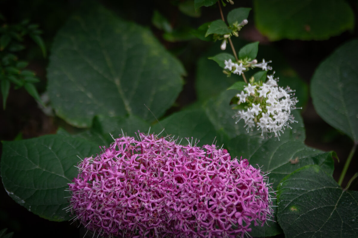 Томский ботсад - Prinz Eugen 