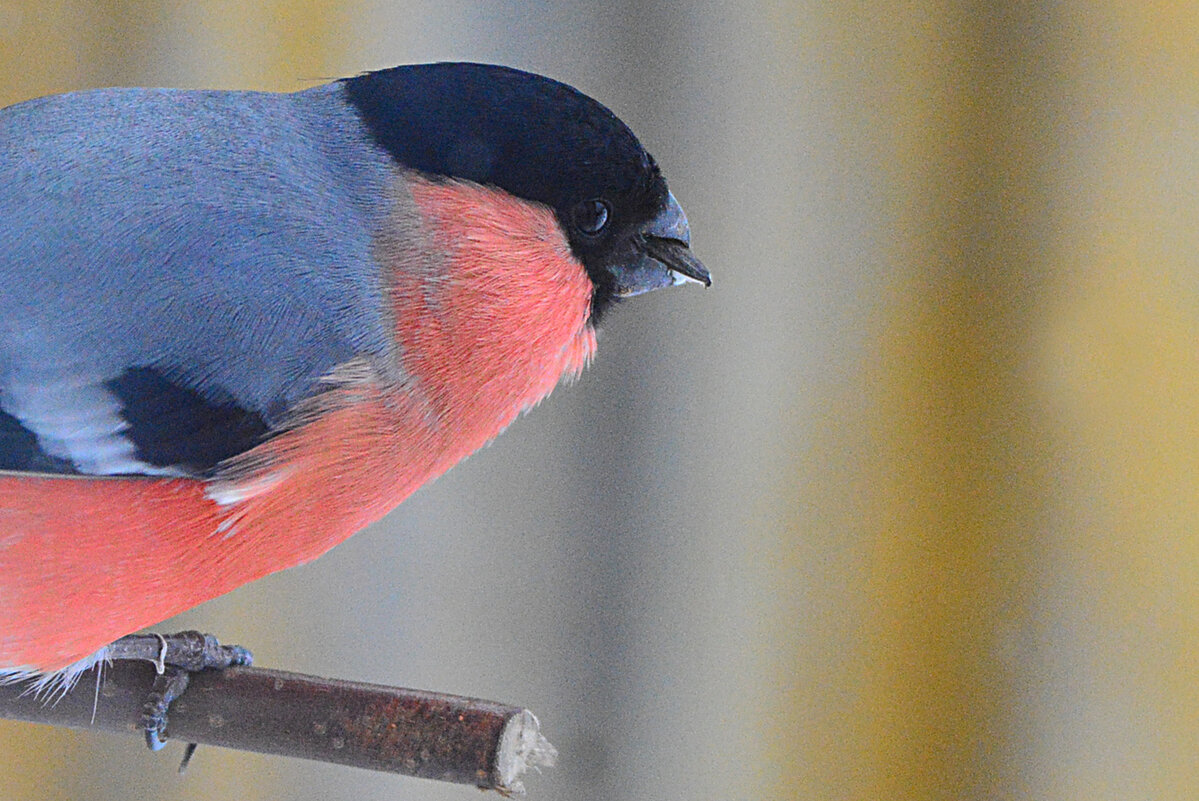 пора перекусить - леонид логинов