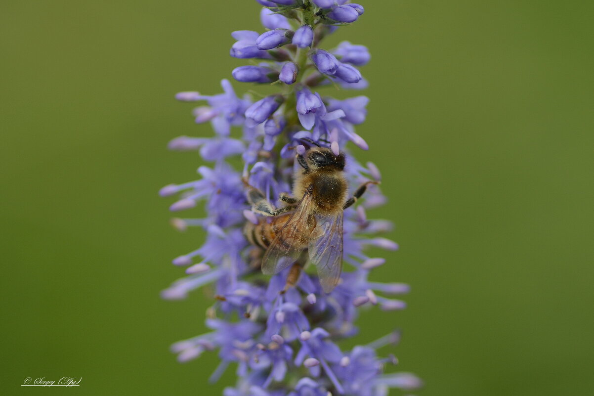 Летнее.... - Sergey (Apg)