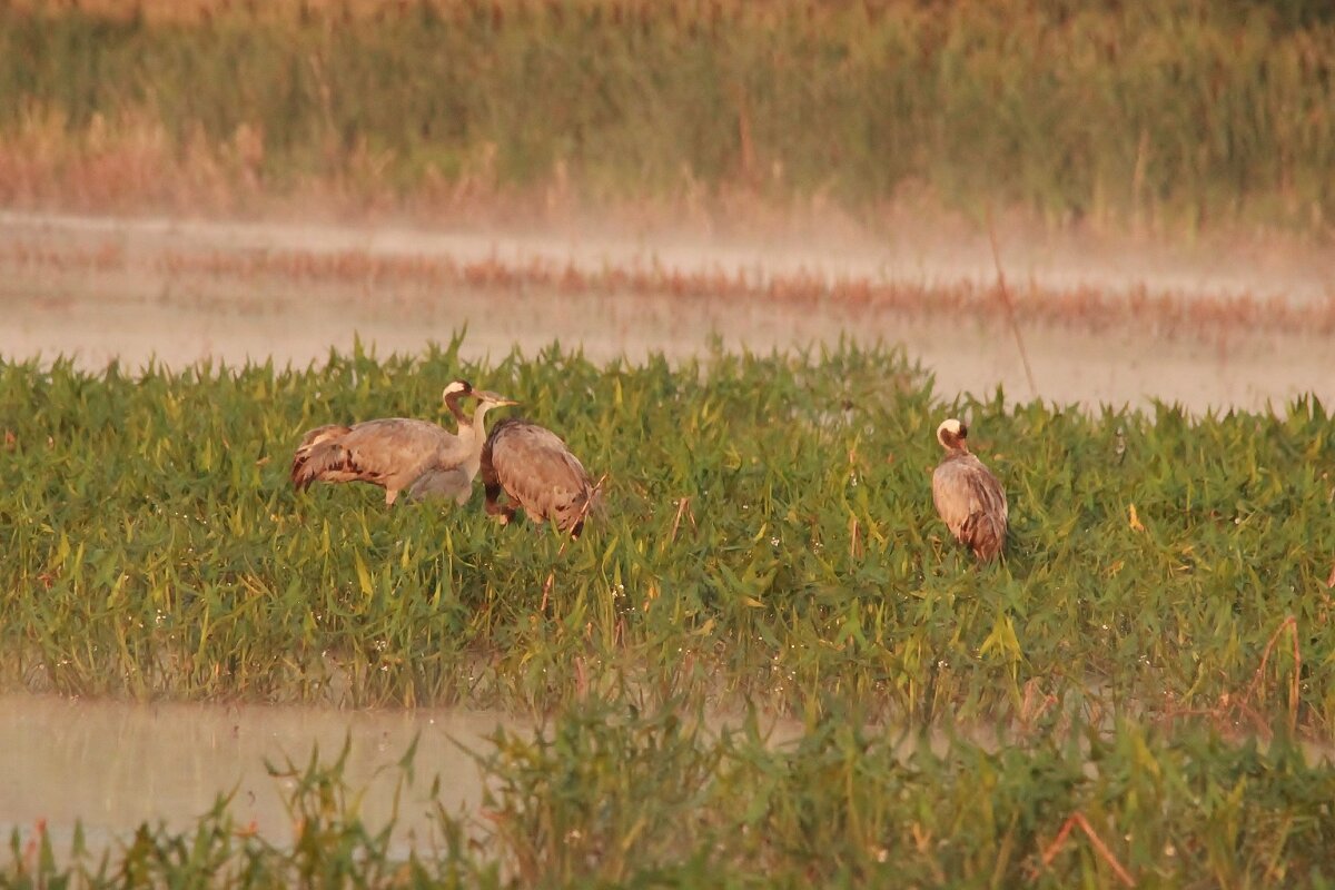 Журавли - Сергей Лычагин