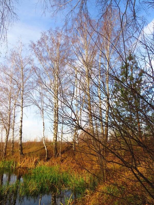 Прощальные краски осени - Андрей Снегерёв