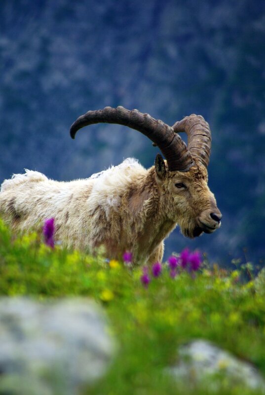 Цветочный этюд ... - Андрей Любимов