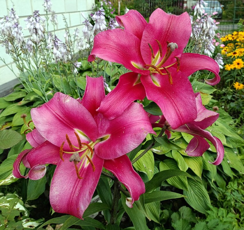 Лилии. - Ирина ***