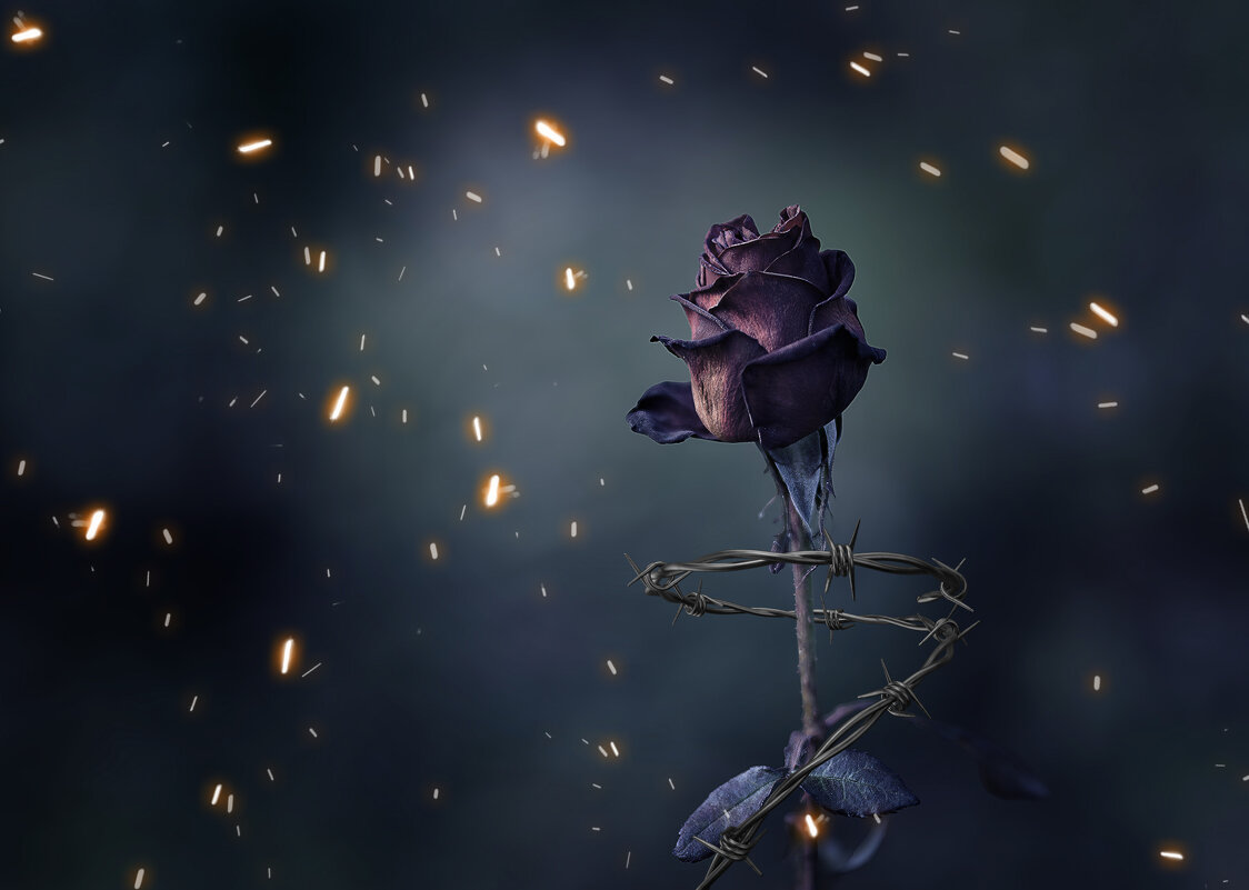 Красная роза эмблема любви - Vladimir 