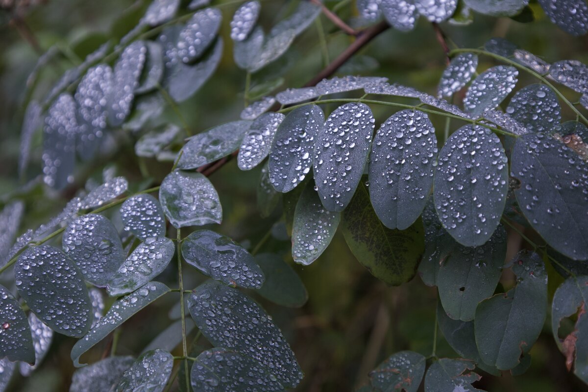Дождь начинается. - Lucy Schneider Дождь начинается. - Lucy Schneider