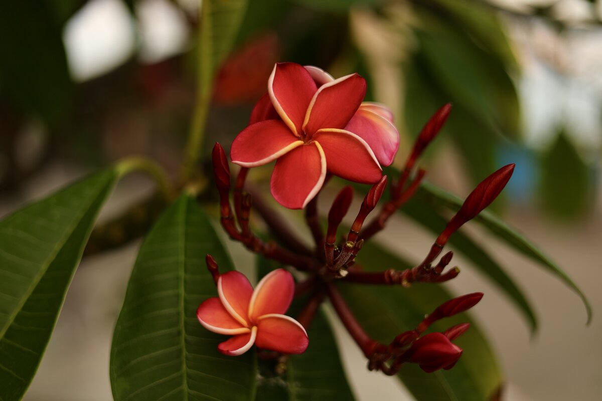 Цветок франжипани Таиланд - Натали Королева