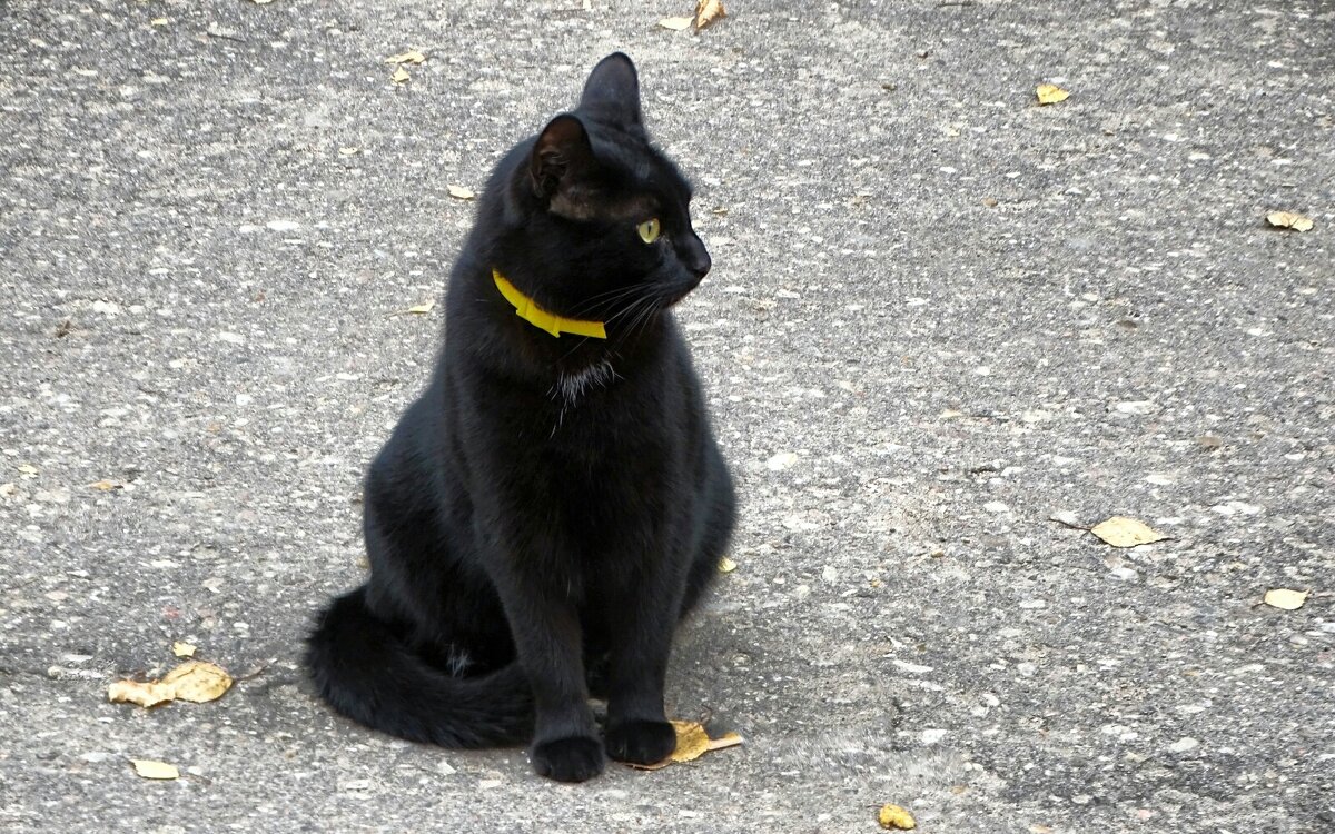 Кошкин профиль. - Милешкин Владимир Алексеевич Кошкин профиль. - Милешкин Владимир Алексеевич