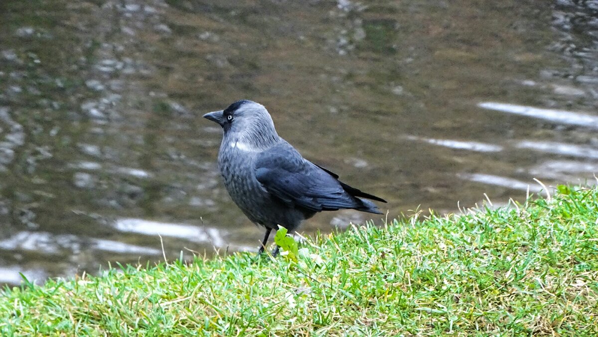 Профиль галки. - Милешкин Владимир Алексеевич 