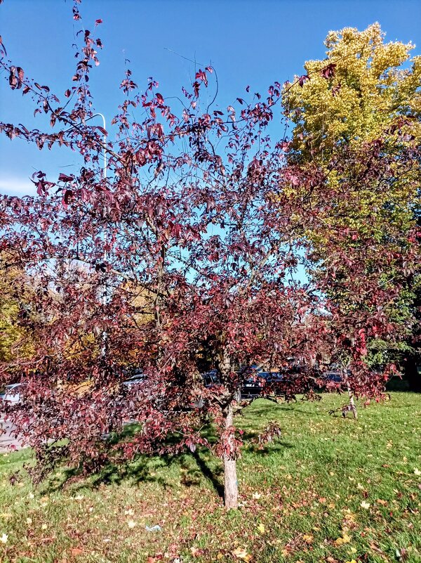 Яблонька Недзвецкого - Veera V Яблонька Недзвецкого - Veera V