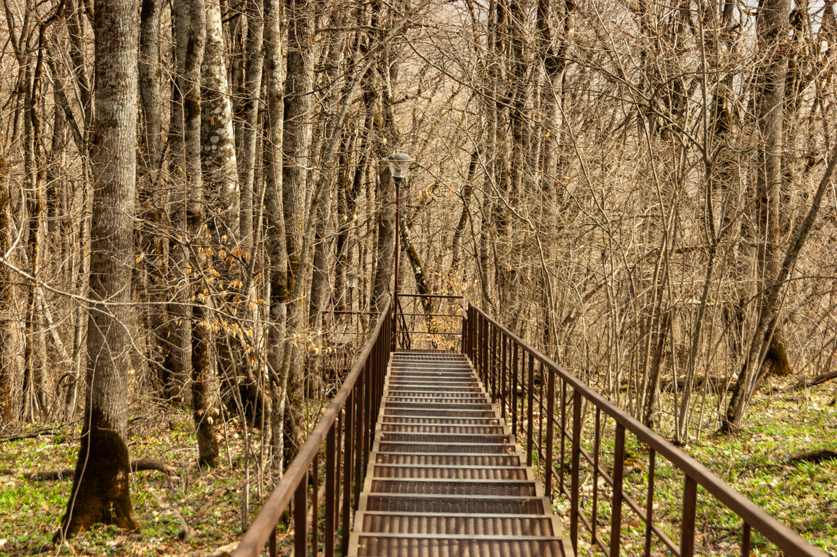 Прогулка в горах по лесу - Игорь Сикорский