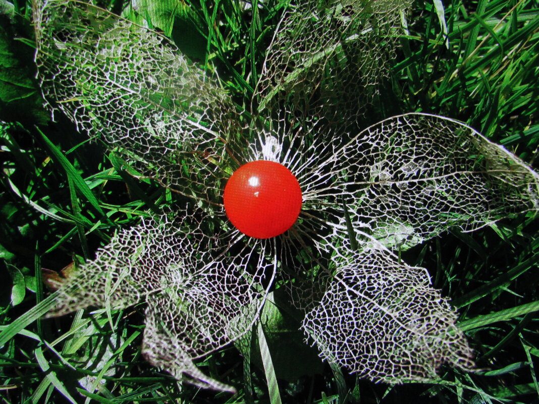 Во всей красе - Людмила Смородинская