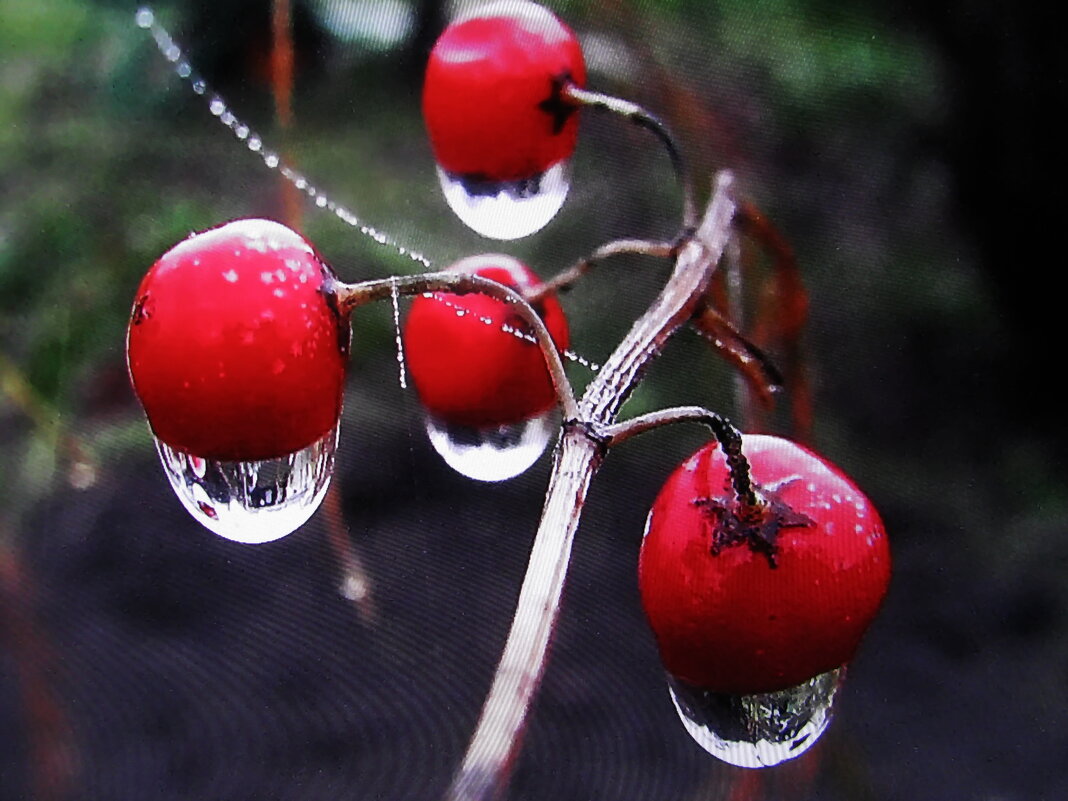 После дождя - Людмила Смородинская После дождя - Людмила Смородинская