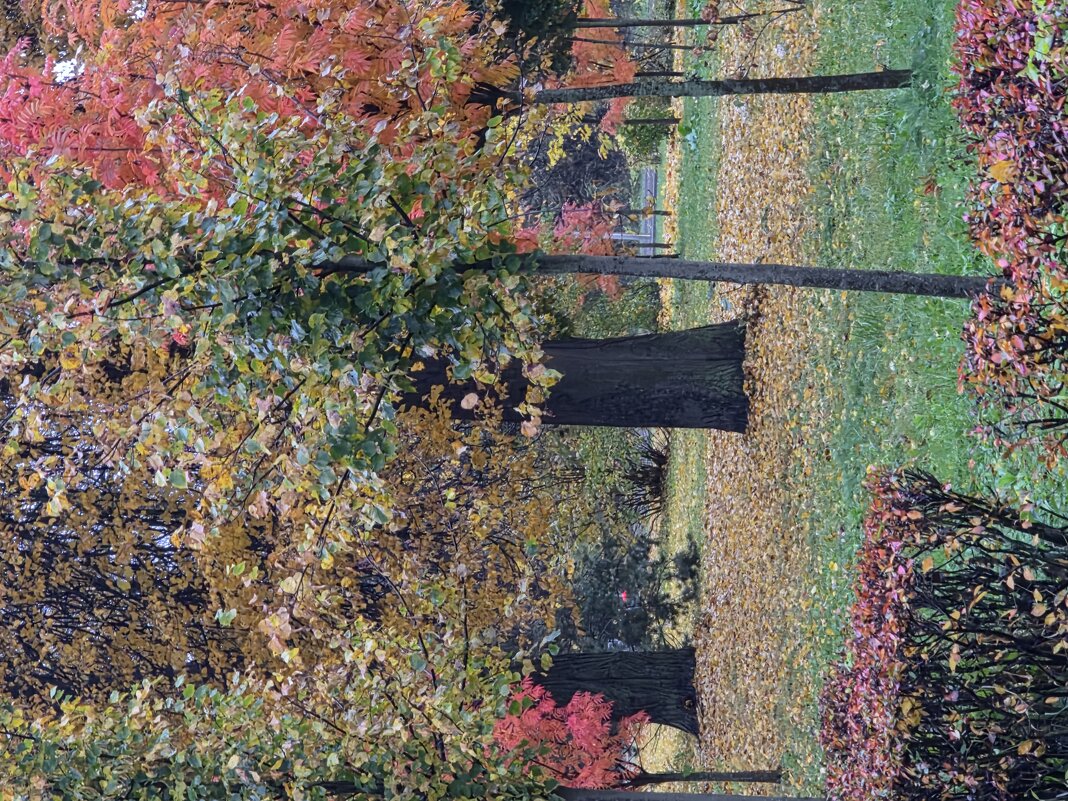 Осень в парке - Алексей Домрин