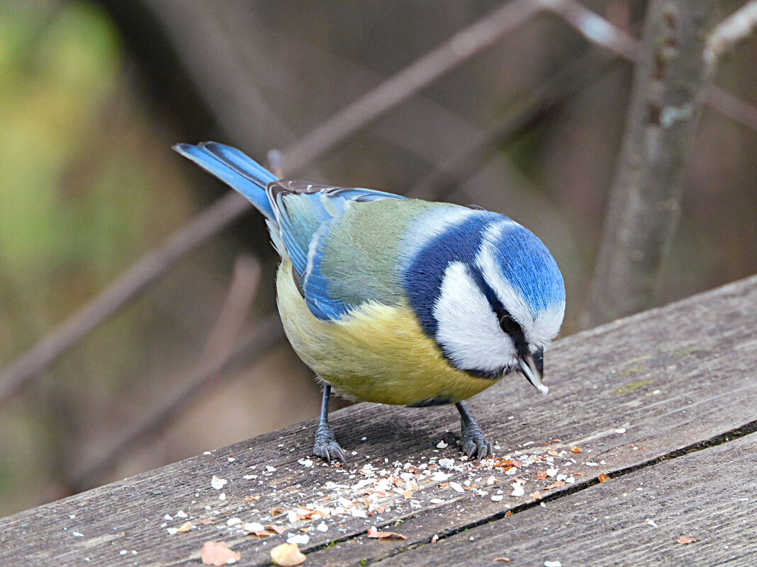 Лазоревка - Лина 