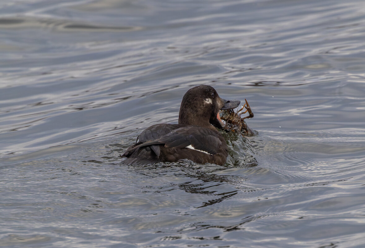 турпан. - юрий макаров турпан. - юрий макаров