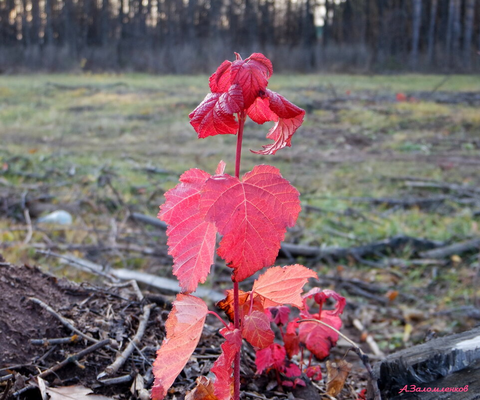 Последние краски ноября... - Андрей Заломленков