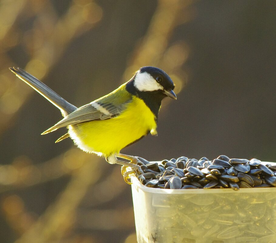 Ура ! Солнышко ! ! ! - Юрий Куликов
