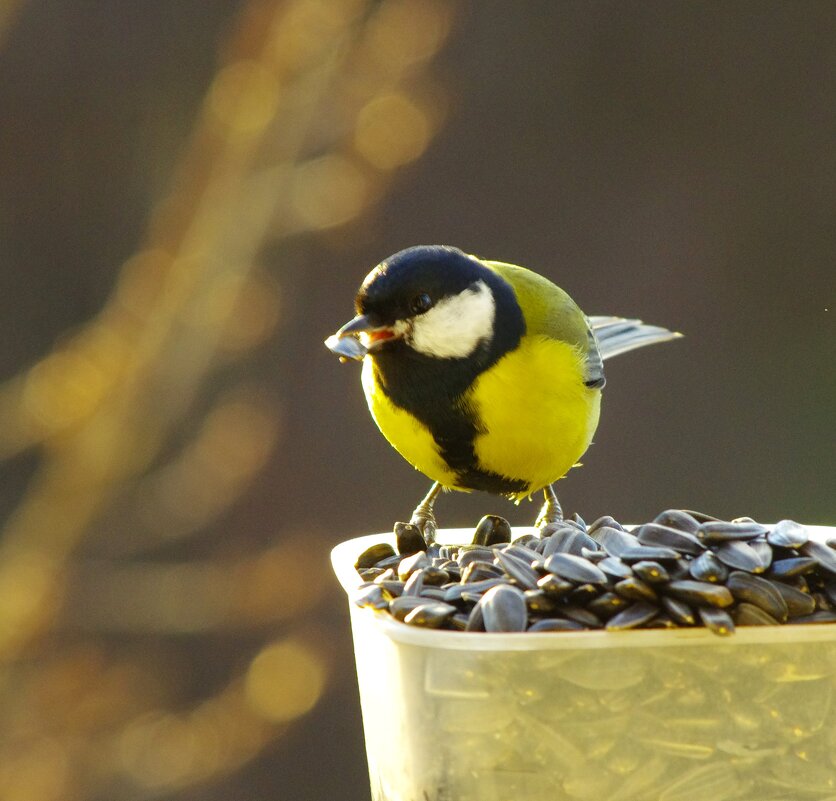 "Попробуй, тут - справиться !" - мысленно сказала синица ;) - Юрий Куликов
