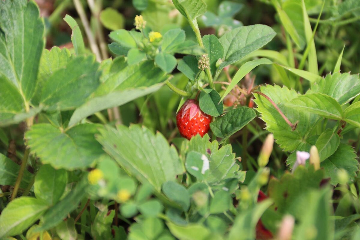 Земляника - Екатерина Леш