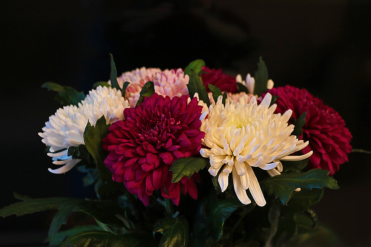 Хризантемы - Светлана 