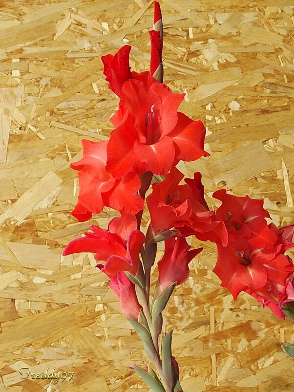 Гладиолус - Freddy 97