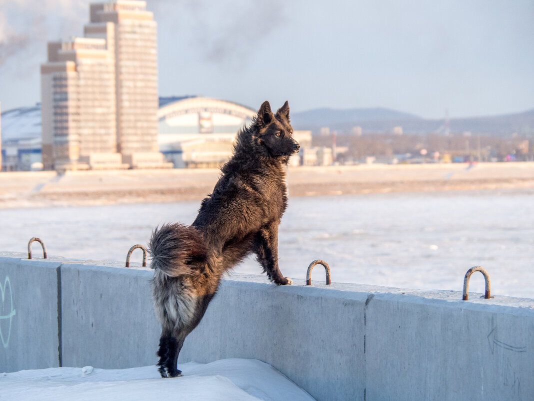 Пуша - Игорь Волков