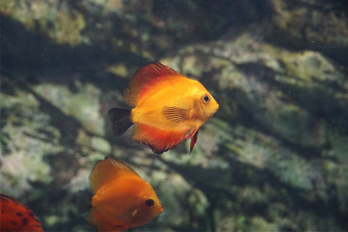 Рыбка - Наталия Григорьева