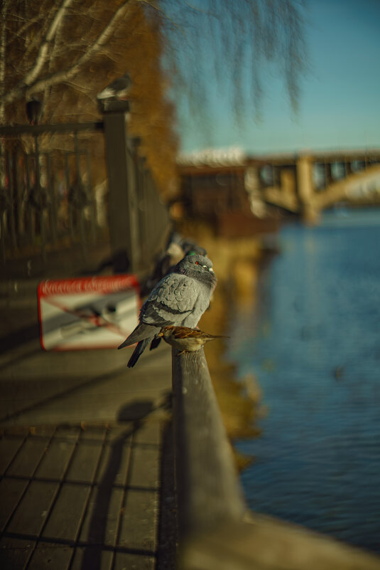 Голуби - Алексей Копцев 