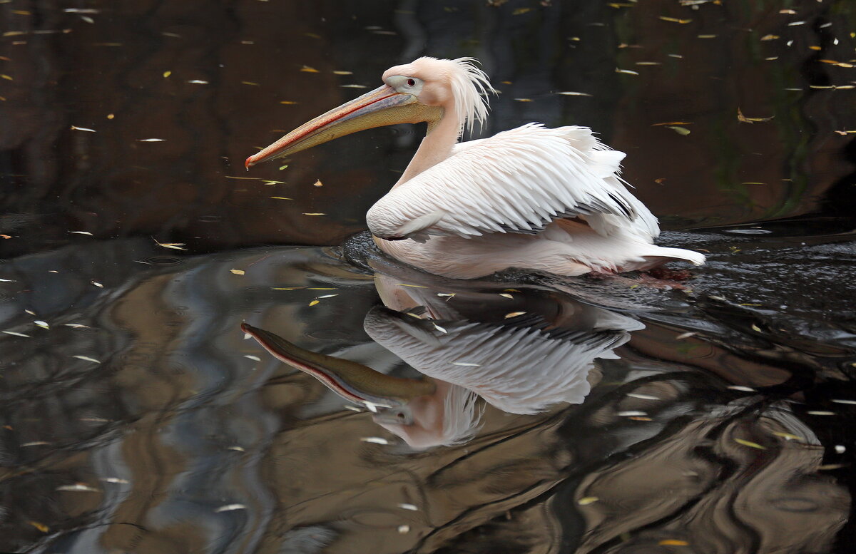 пеликан - Михаил Бибичков