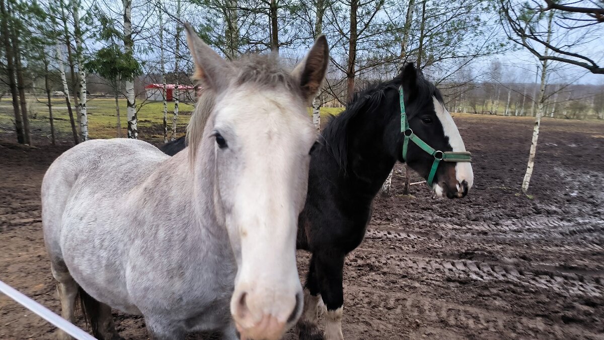 Жители Яви Нави. - Ольга 