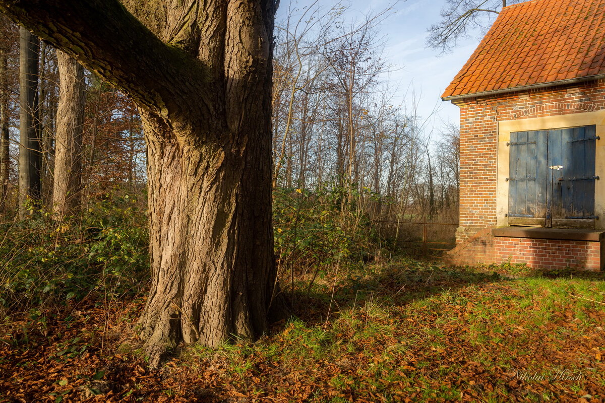 Про старое дерево... - Николай Гирш Про старое дерево... - Николай Гирш