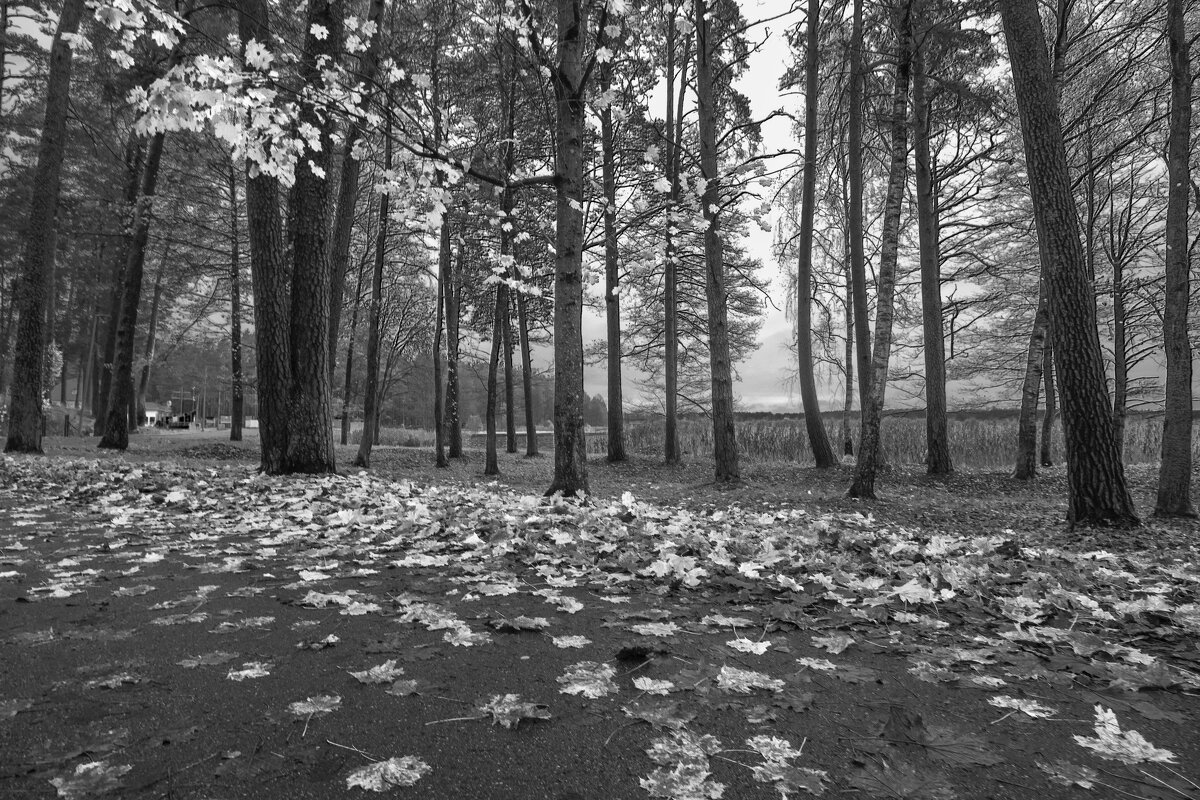 осень. - Николай 