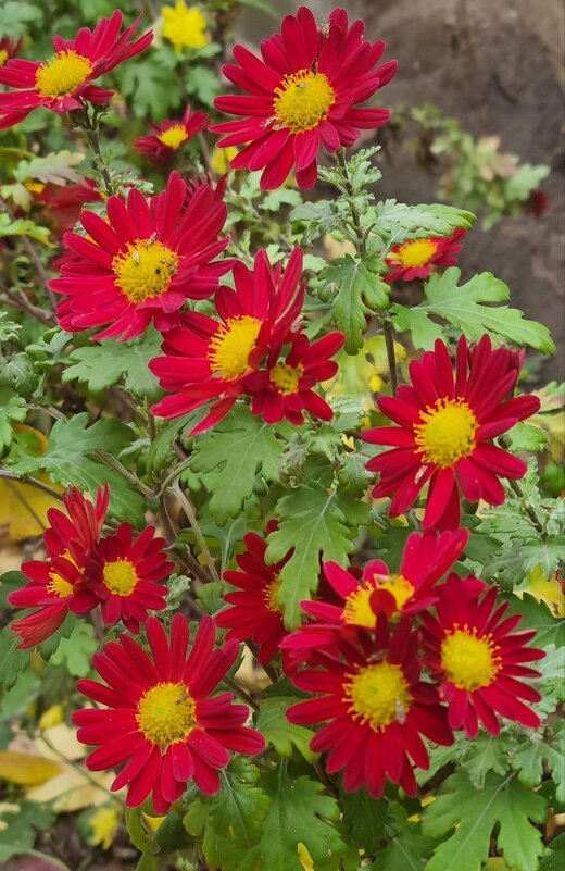 Красные - Наталья 