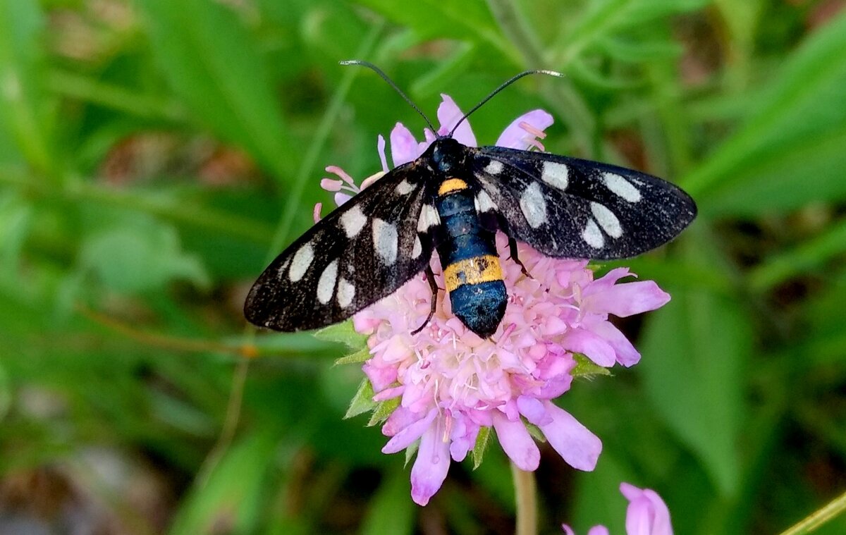 опять про бабочек...41 - Александр Прокудин опять про бабочек...41 - Александр Прокудин
