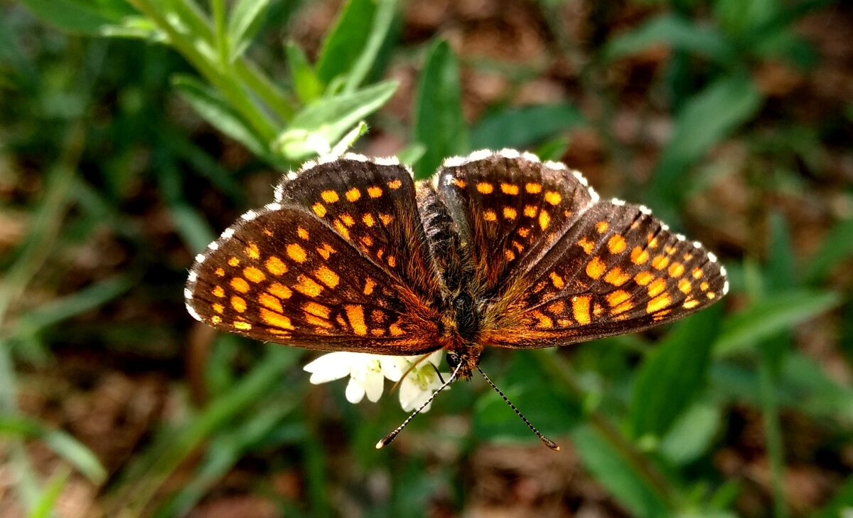 опять про бабочек...44 - Александр Прокудин опять про бабочек...44 - Александр Прокудин