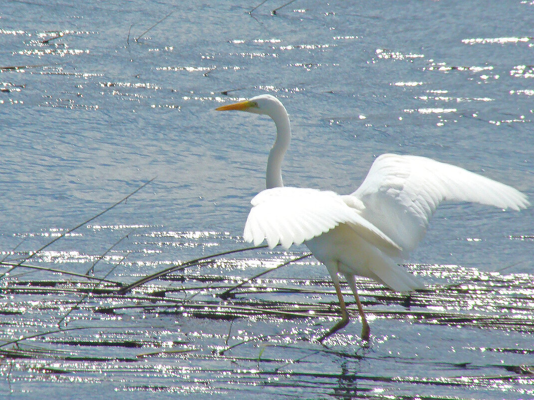 большая белая цапля - gawrilа - dan