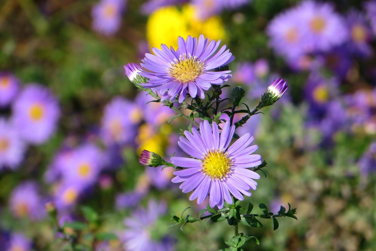 Весёленькие сентябринки-ноябринки - Татьяна Смоляниченко