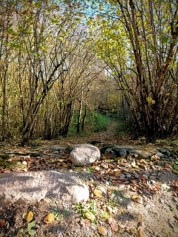 Осенние прогулки - Veera V