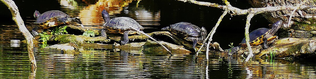 Гармония флоры и фауны(Серия) - Владимир Манкер