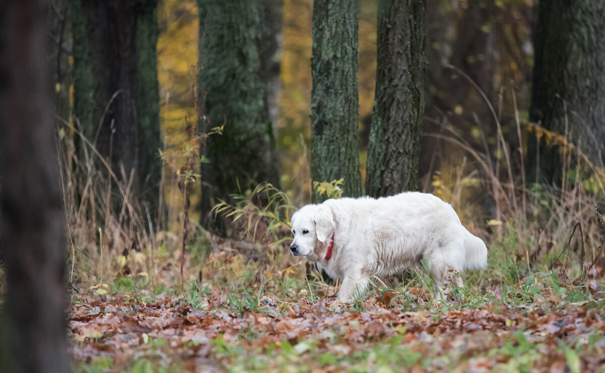 ** - Владимир Безбородов