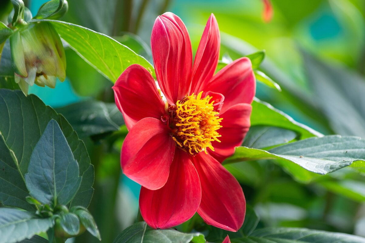 *** - Виктор Иванович Чернюк