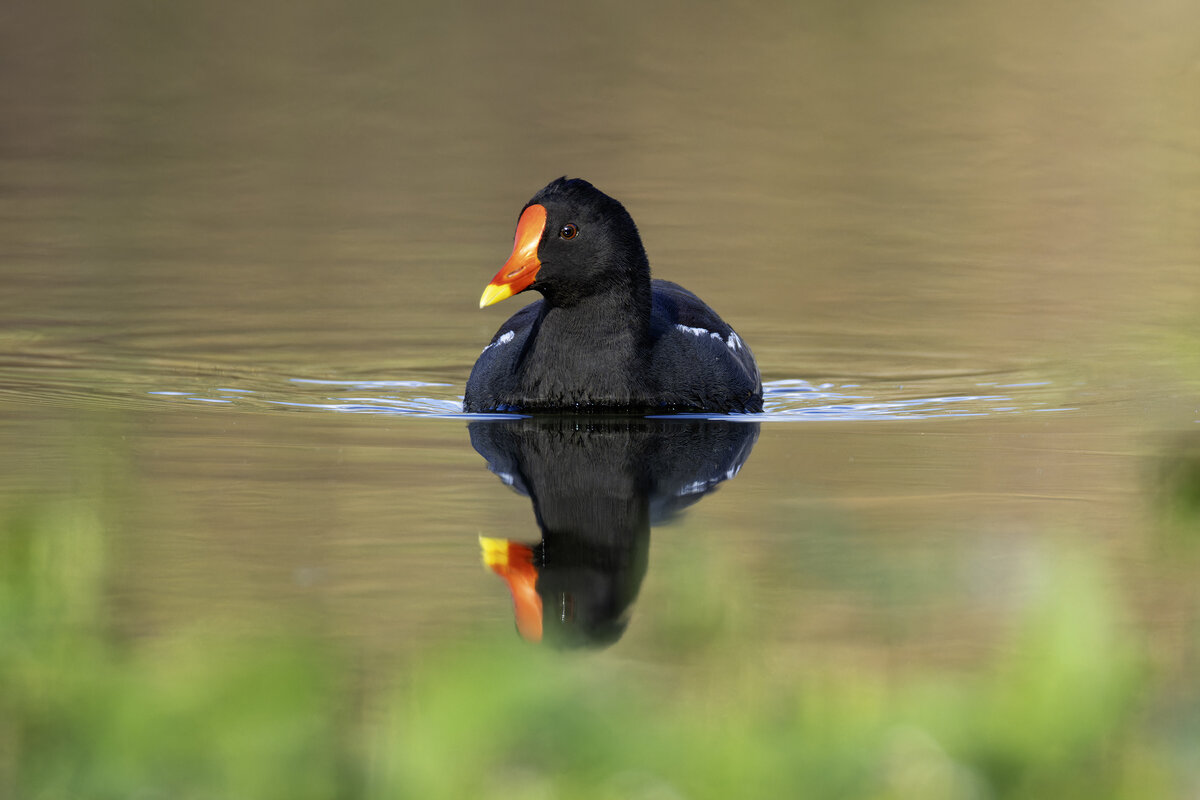 Камышница. - Alexander Amromin