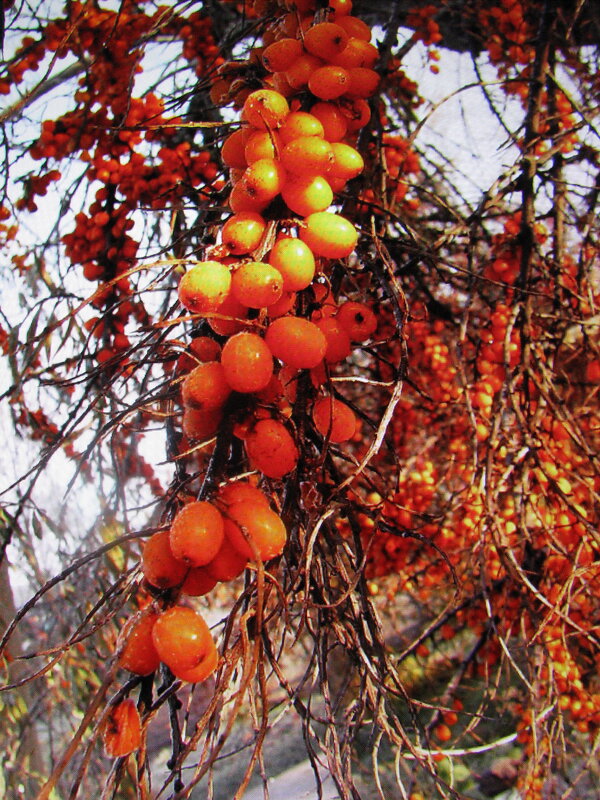 Облепиха - Людмила Смородинская Облепиха - Людмила Смородинская