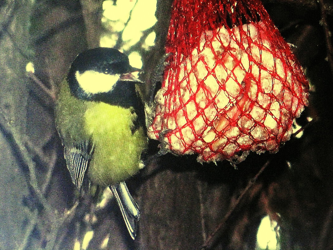 Рада, что я сало повесила - Людмила Смородинская