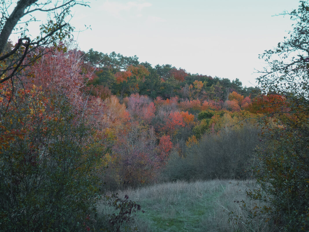 Осень золотая - Валентин Семчишин
