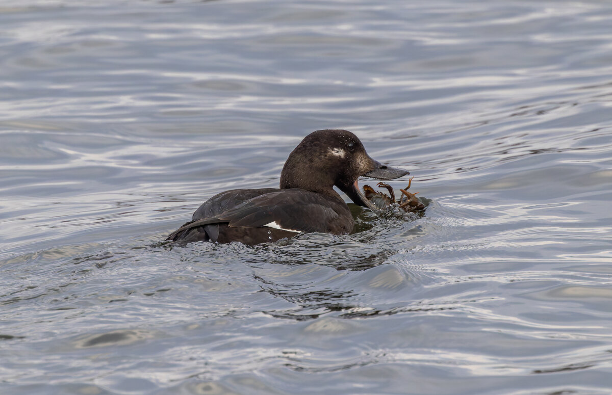 турпан . - юрий макаров
