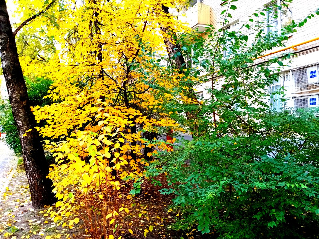 Осень. - Владимир Драгунский Осень. - Владимир Драгунский