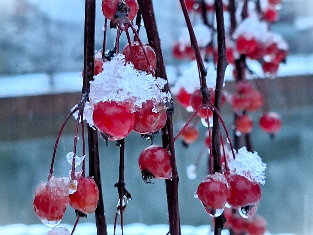 Первый снег - Наталья Первый снег - Наталья