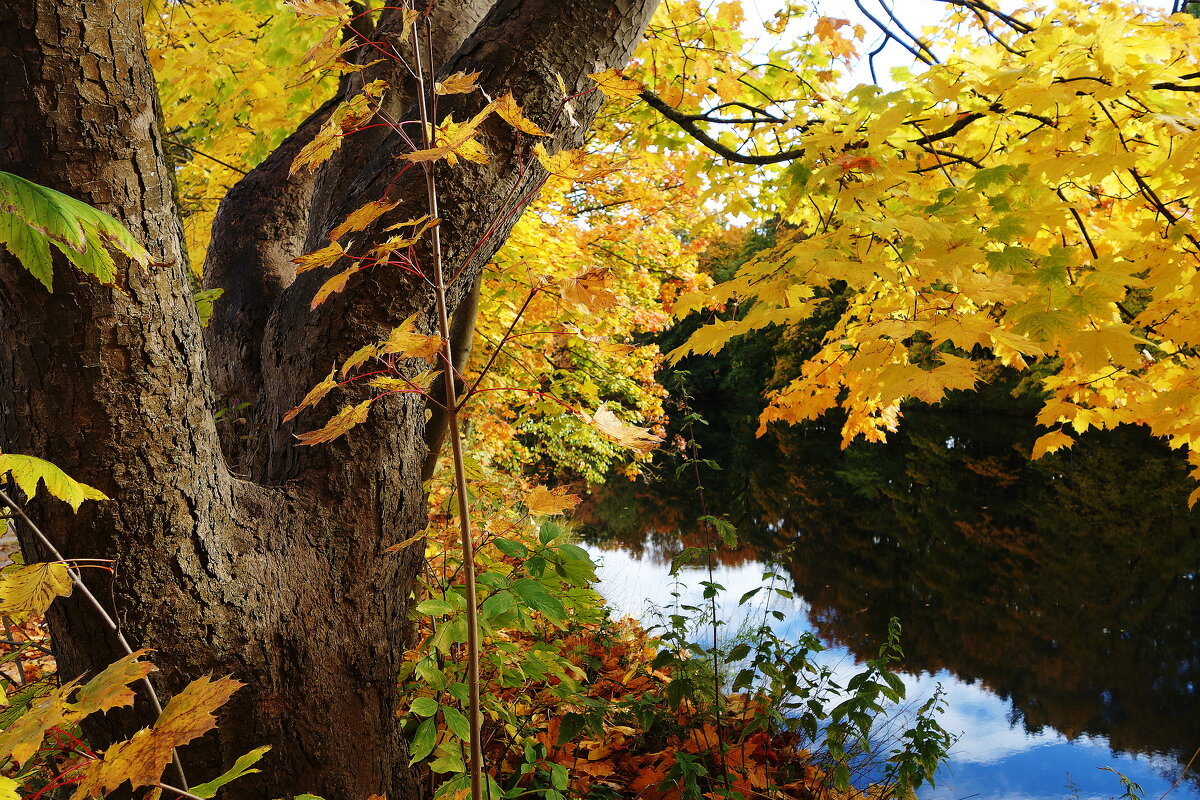 Картинки осени - Рита Симонова