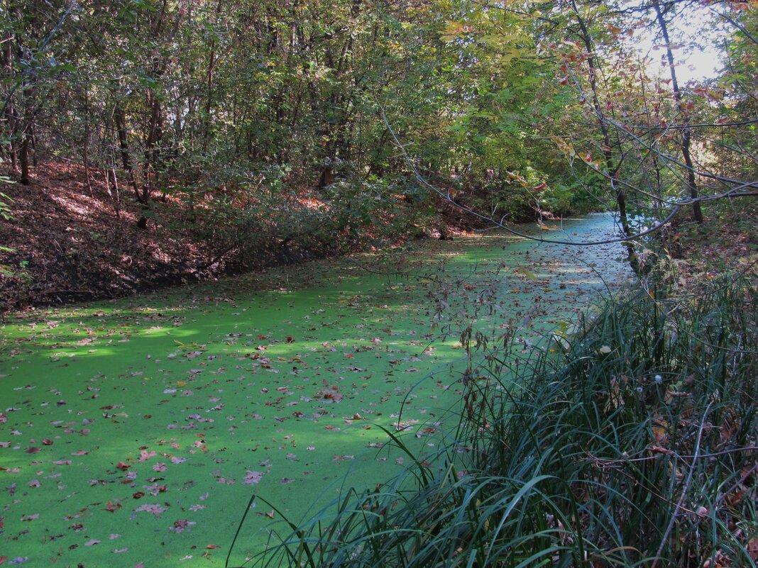 течёт зелёная река - Елена Шаламова